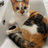 Picture of cat lost at Le Relecq Kerhuon