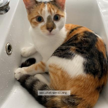 Photo 1/1 croquette Chat lost in Le relecq kerhuon