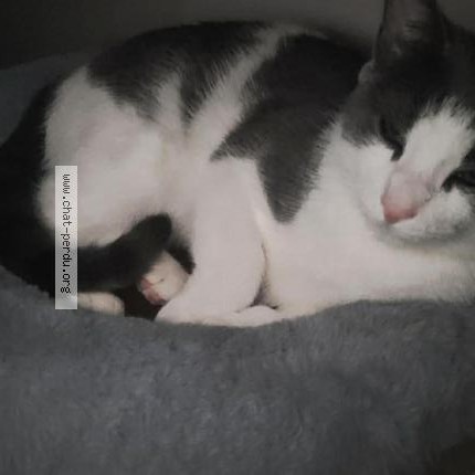Photo 1/1 Reunited cat Lost in Laval