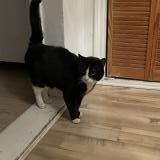 Picture of cat found at Montreal