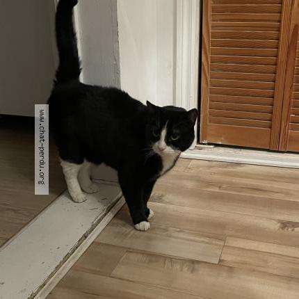 Photo 1/1 Found cat Found in Montreal