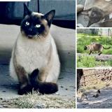 Picture of cat lost at Tooele