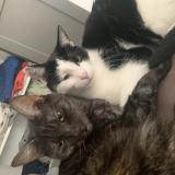 Picture of cat lost at Bierne