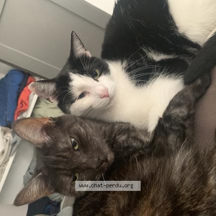 Photo 1/1 chacha Chat lost in Bierne