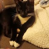 Picture of cat lost at Kennewick