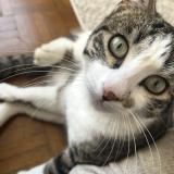 Picture of cat lost at Cauna