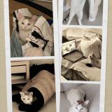 Picture of cat lost at Villeneuve Tolosane