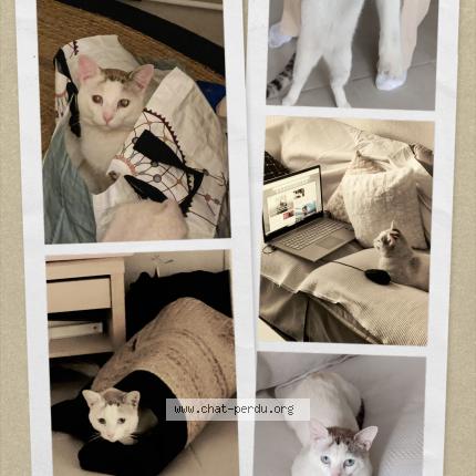 Photo 1/1 Marley Chat lost in Villeneuve tolosane