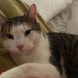 Picture of cat lost at Gastonia