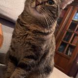 Picture of cat lost at Lomont