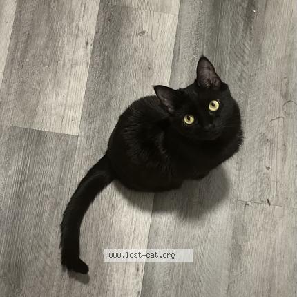 Photo 1/1 luna Chat lost in Peoria
