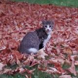 Picture of cat lost at Caen