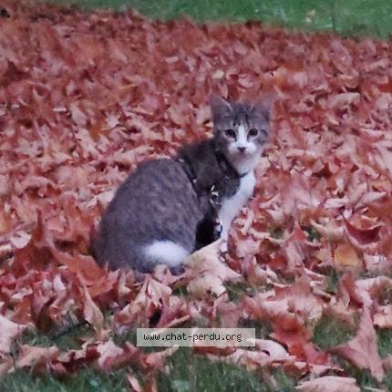 Photo 1/1 No&eacute;mie Mauclair Chat lost in Caen