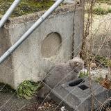 Picture of cat found at Aubervilliers