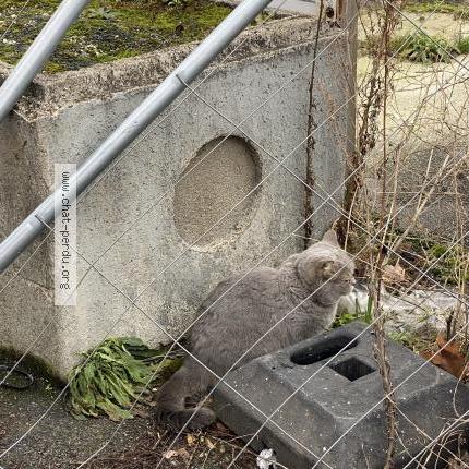 Photo 1/2 Found cat Found in Aubervilliers