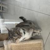 Picture of cat found at Chelles