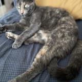 Picture of cat lost at Libourne