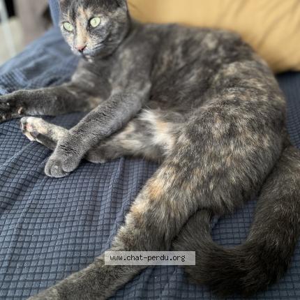 Photo 1/1 Minou Chat lost in Libourne