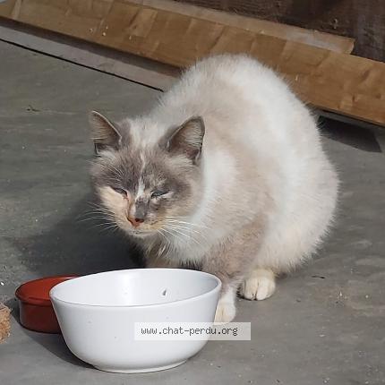 Photo 1/2 Found cat Found in Casteljaloux