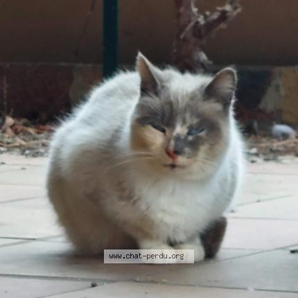 Photo 2/2 Found cat Found in Casteljaloux