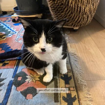 Photo 1/1 Félix Chat lost in Saint herblain