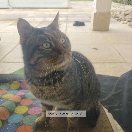 Photo 1/1 Found cat Found in Charly