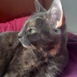 Picture of cat lost at Bezons