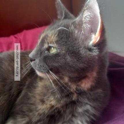 Photo 1/1 MINOUCHE Chat lost in Bezons