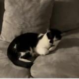 Picture of cat lost at Colomiers