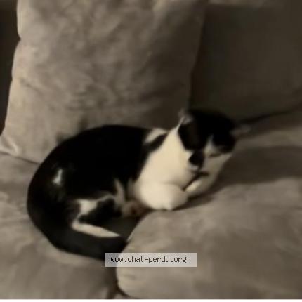 Photo 1/1 CHIPPIE Chat lost in Colomiers