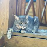 Picture of cat lost at Charly