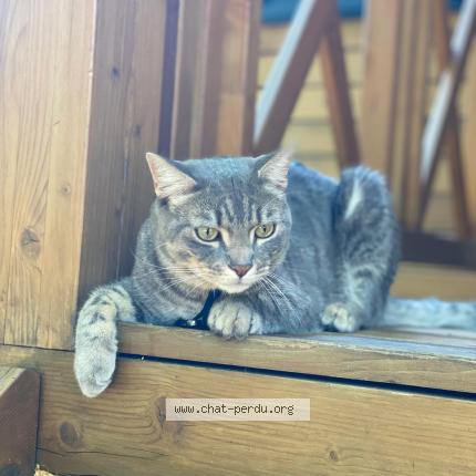 Photo 1/1 Lucky Chat lost in Charly