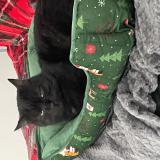 Picture of cat lost at Marlenheim