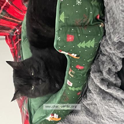 Photo 1/1 Yoda Chat lost in Marlenheim