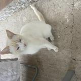Picture of cat lost at Cordoba