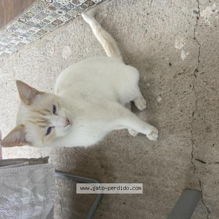 Photo 1/1 Chencho Chat lost in Cordoba