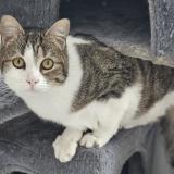 Picture of cat lost at Sammeron