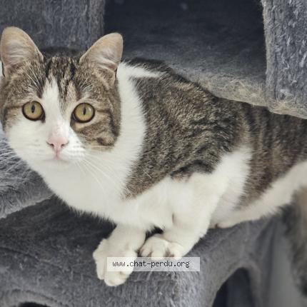 Photo 1/1 Kitcat Chat lost in Sammeron