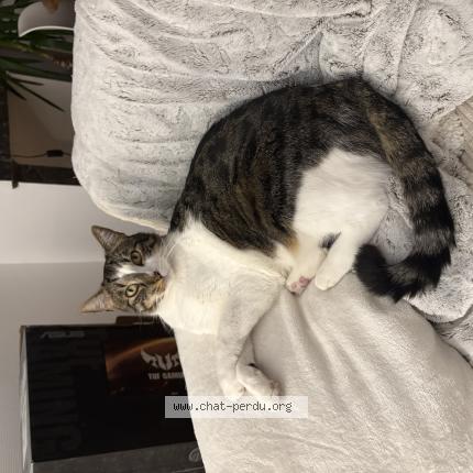 Photo 1/1 Ozone Chat lost in Hagetmau