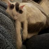 Picture of cat lost at Marguerittes