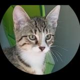 Picture of cat lost at Grosmagny