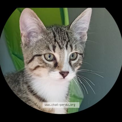 Photo 1/1 Butters Chat lost in Grosmagny