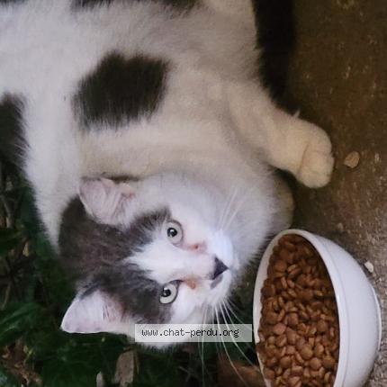 Photo 1/1 Found cat Found in Luzinay