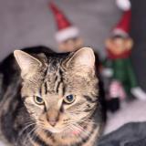 Picture of cat lost at La Neuville Roy