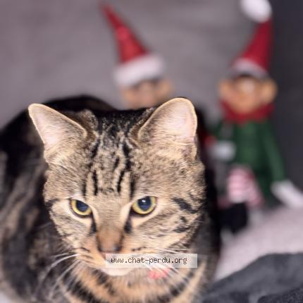 Photo 1/1 Luffy Chat lost in La neuville roy