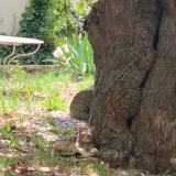 Picture of cat found at Aix En Provence