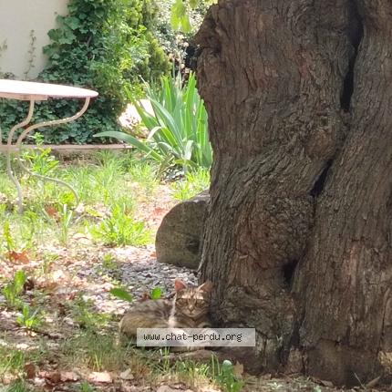 Photo 1/1 Found cat Found in Aix en provence