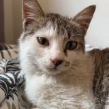 Picture of cat lost at Nice