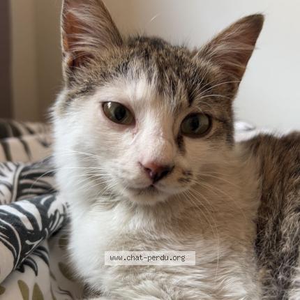 Photo 1/1 Tom Chat lost in Nice