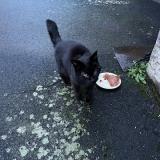 Picture of cat found at Cassaniouze